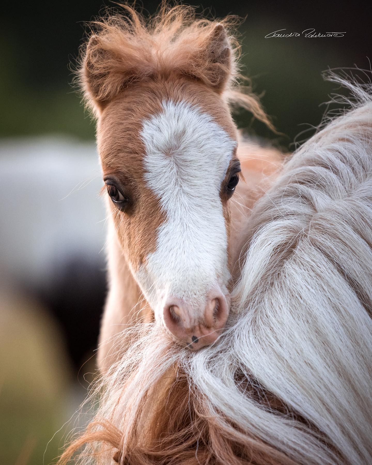 Claudia Rahlmeier - Horse Photographer
